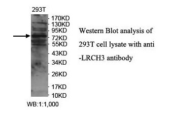 LRCH3 Antibody