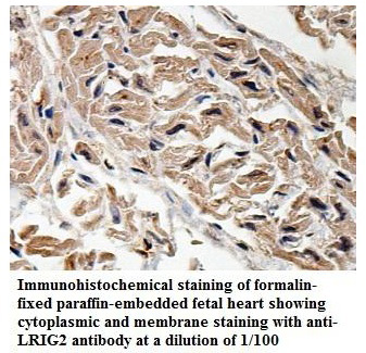 LRIG2 Antibody