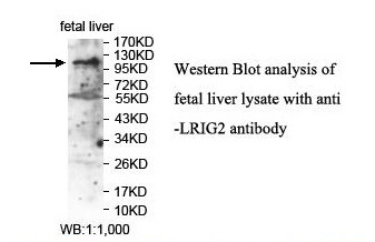 LRIG2 Antibody