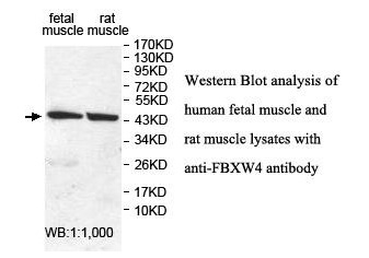 FBXW4 Antibody