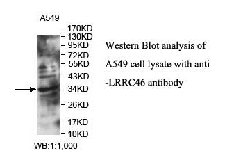 LRRC46 Antibody