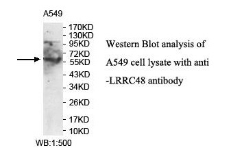 LRRC48 Antibody