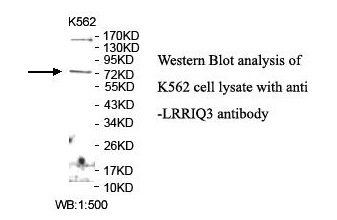 LRRIQ3 Antibody