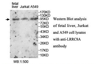 LRRC8A Antibody