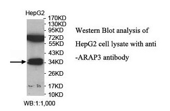 ARAP3 Antibody