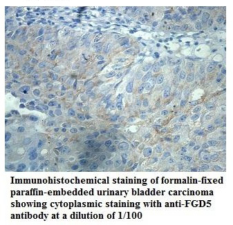 FGD5 Antibody