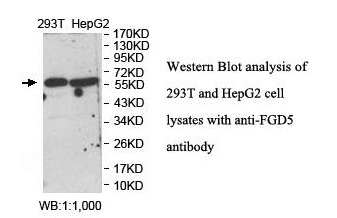 FGD5 Antibody