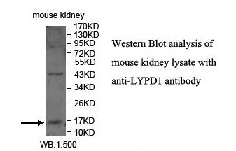 LYPD1 Antibody