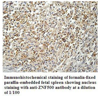 ZNF500 Antibody