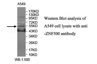 ZNF500 Antibody