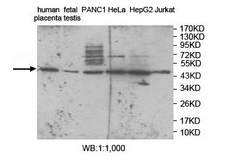 ZNF597 Antibody