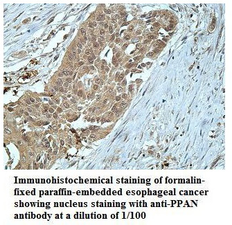 PPAN Antibody