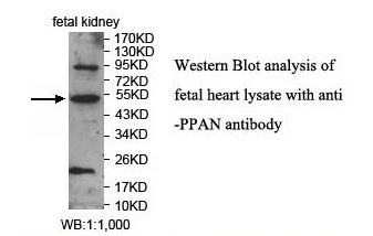 PPAN Antibody