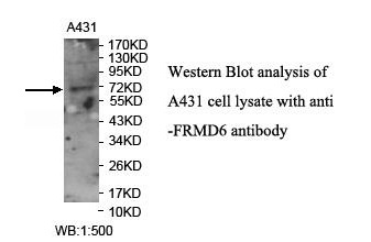 FRMD6 Antibody