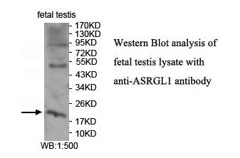 ASRGL1 Antibody