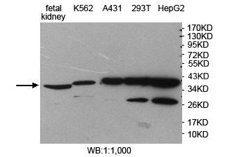 STOML2 Antibody