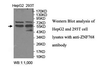 ZNF768 Antibody