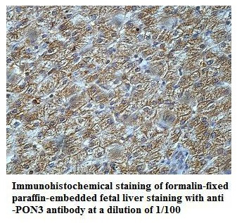 PON3 Antibody