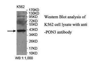 PON3 Antibody