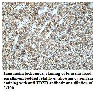 FDXR Antibody