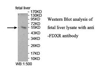 FDXR Antibody