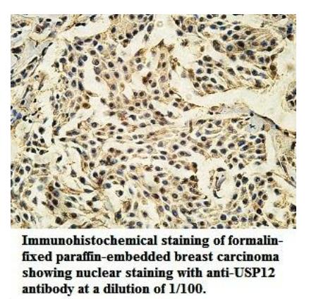 USP12 Antibody