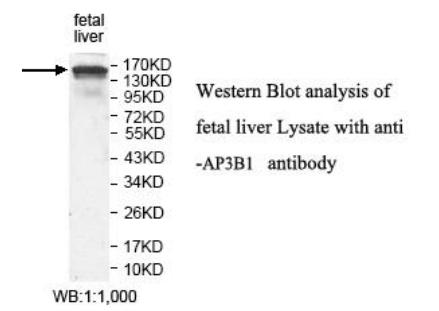 AP3B1 Antibody