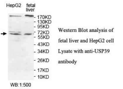 USP39 Antibody