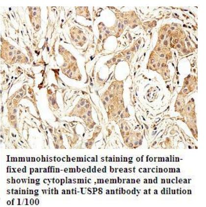 USP8 Antibody