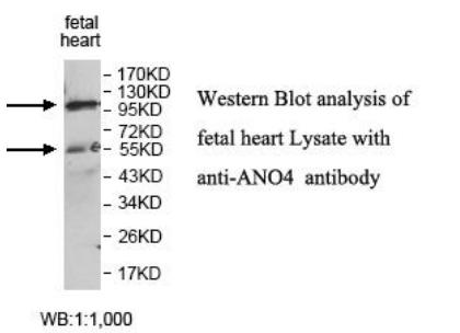 ANO4 Antibody