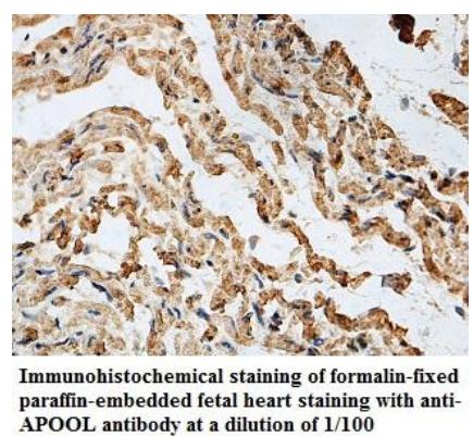 APOOL Antibody