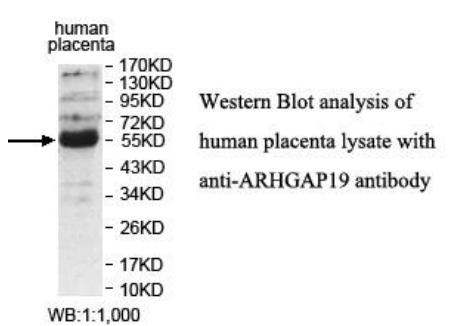 ARHGAP19 Antibody