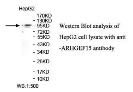 ARHGEF15 Antibody