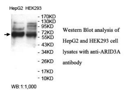 ARID3A Antibody