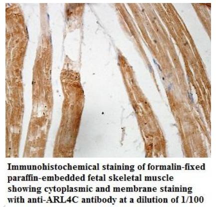 ARL4C Antibody