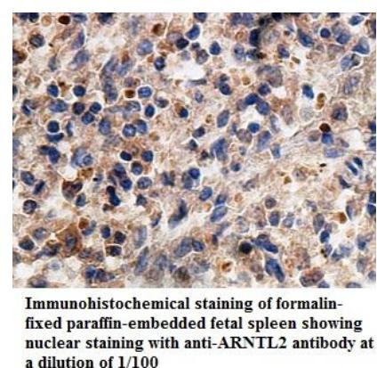 ARNTL2 Antibody