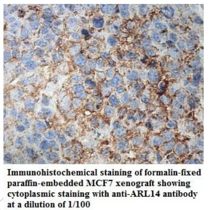 ARL14 Antibody