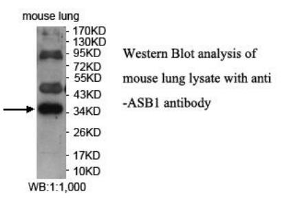 ASB1 Antibody