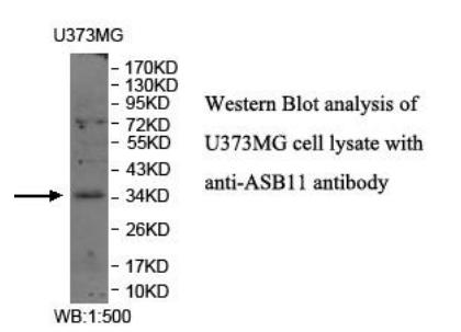 ASB11 Antibody