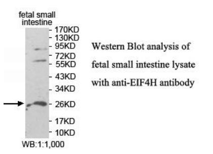 EIF4H Antibody