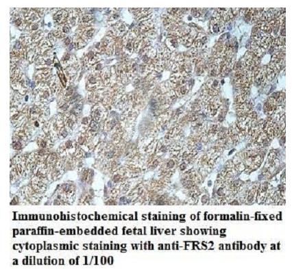 FRS2 Antibody