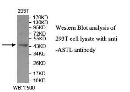 ASTL Antibody