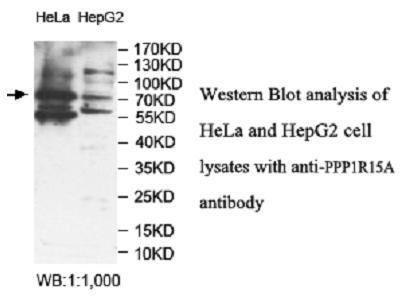 PPP1R15A Antibody