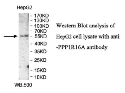 PPP1R16A Antibody