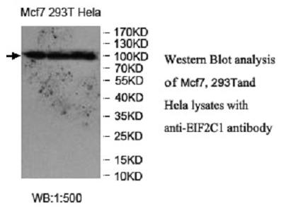 EIF2C1 Antibody