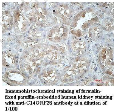 C14ORF28 Antibody