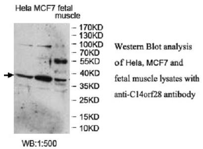 C14ORF28 Antibody