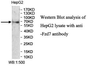 FZD7 Antibody