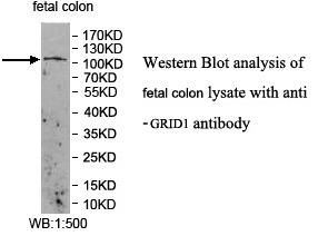 GRID1 Antibody