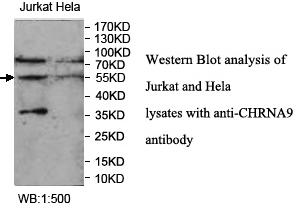 CHRNA9 Antibody